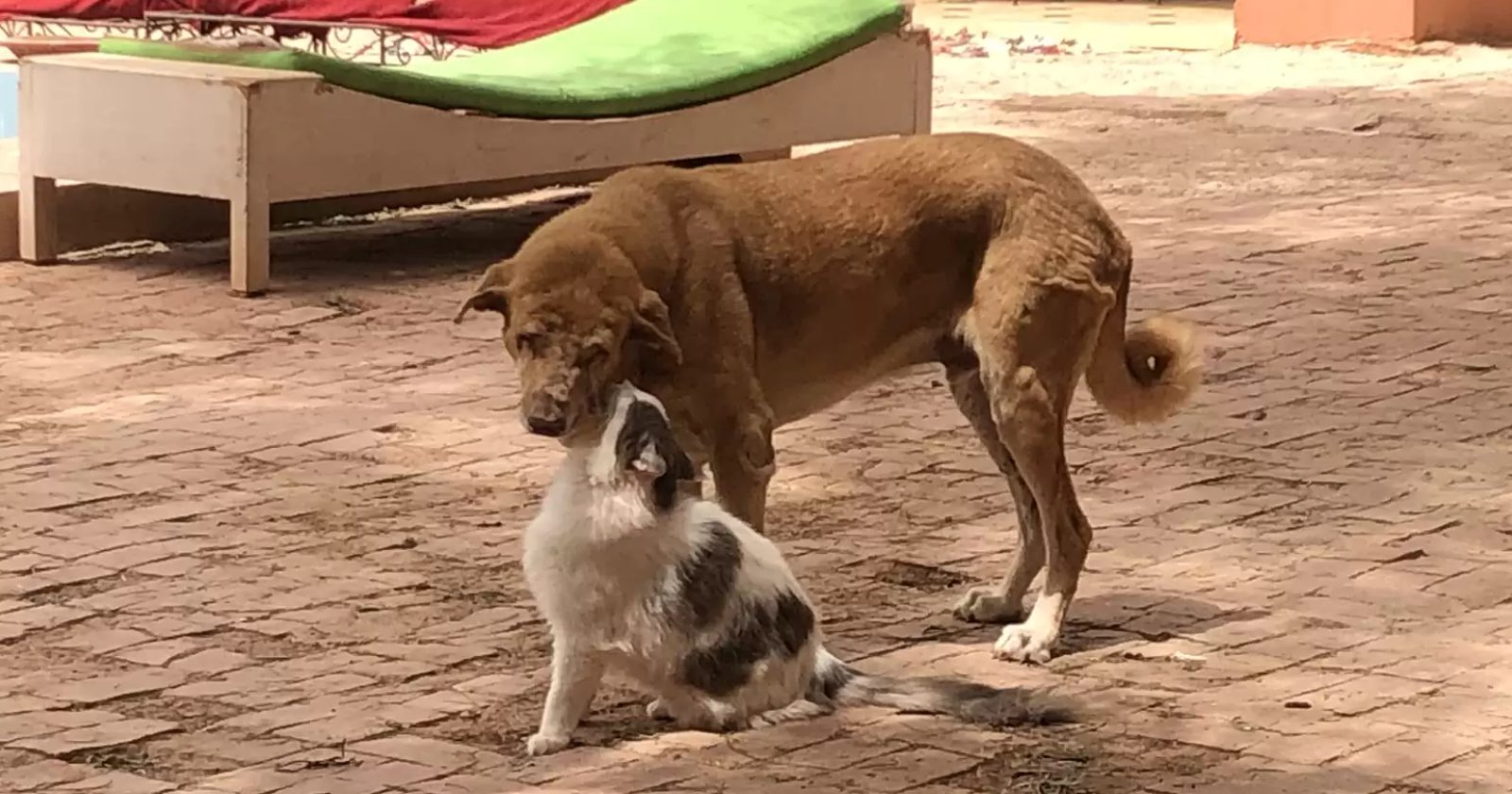 Cachorro cego faz amizade com gatinha em refúgio para animais para ganhar advinha o que?