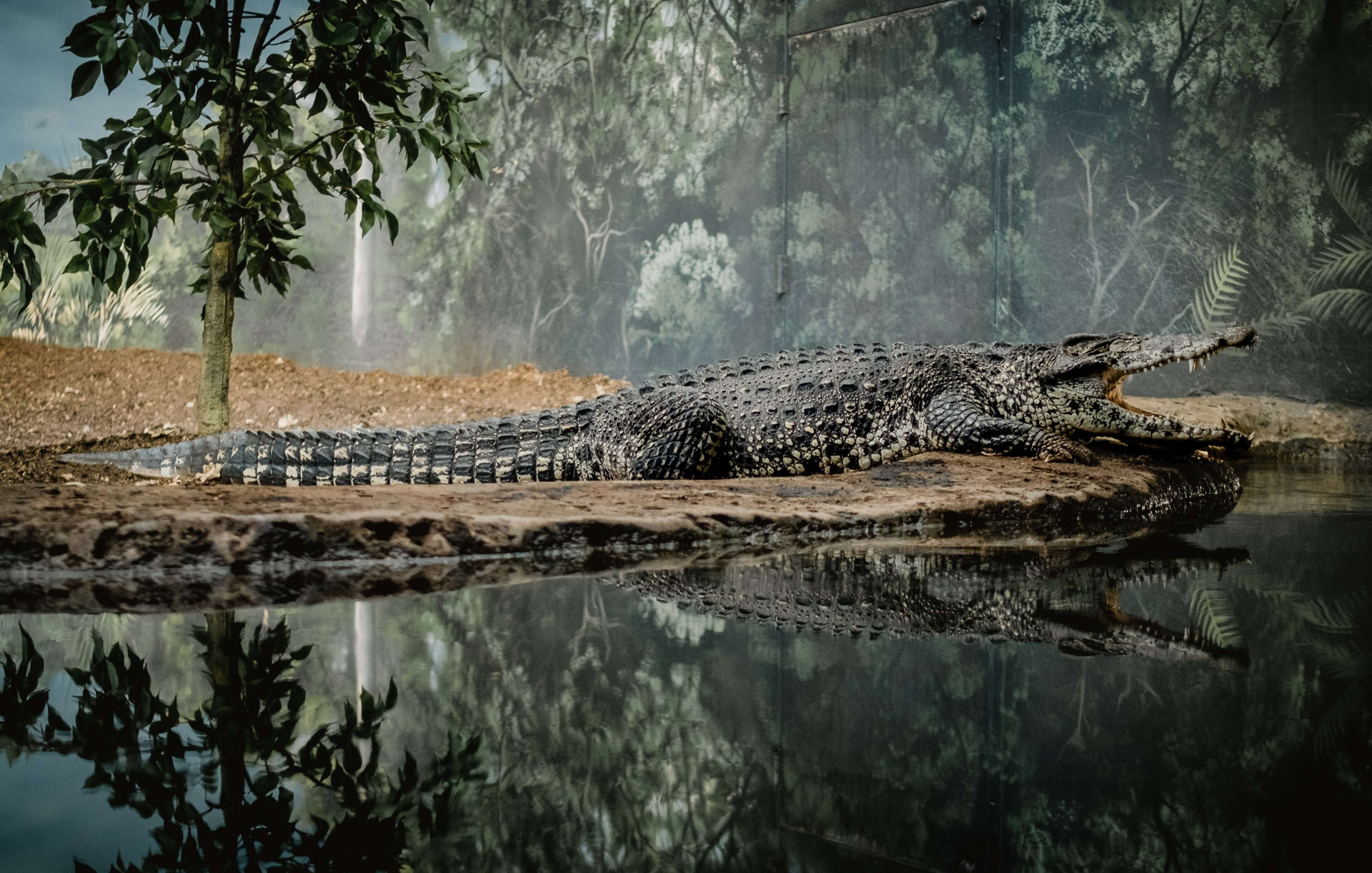 Significado espiritual de jacaré na Bíblia vai matar sua curiosidade (Imagens: Unsplash)