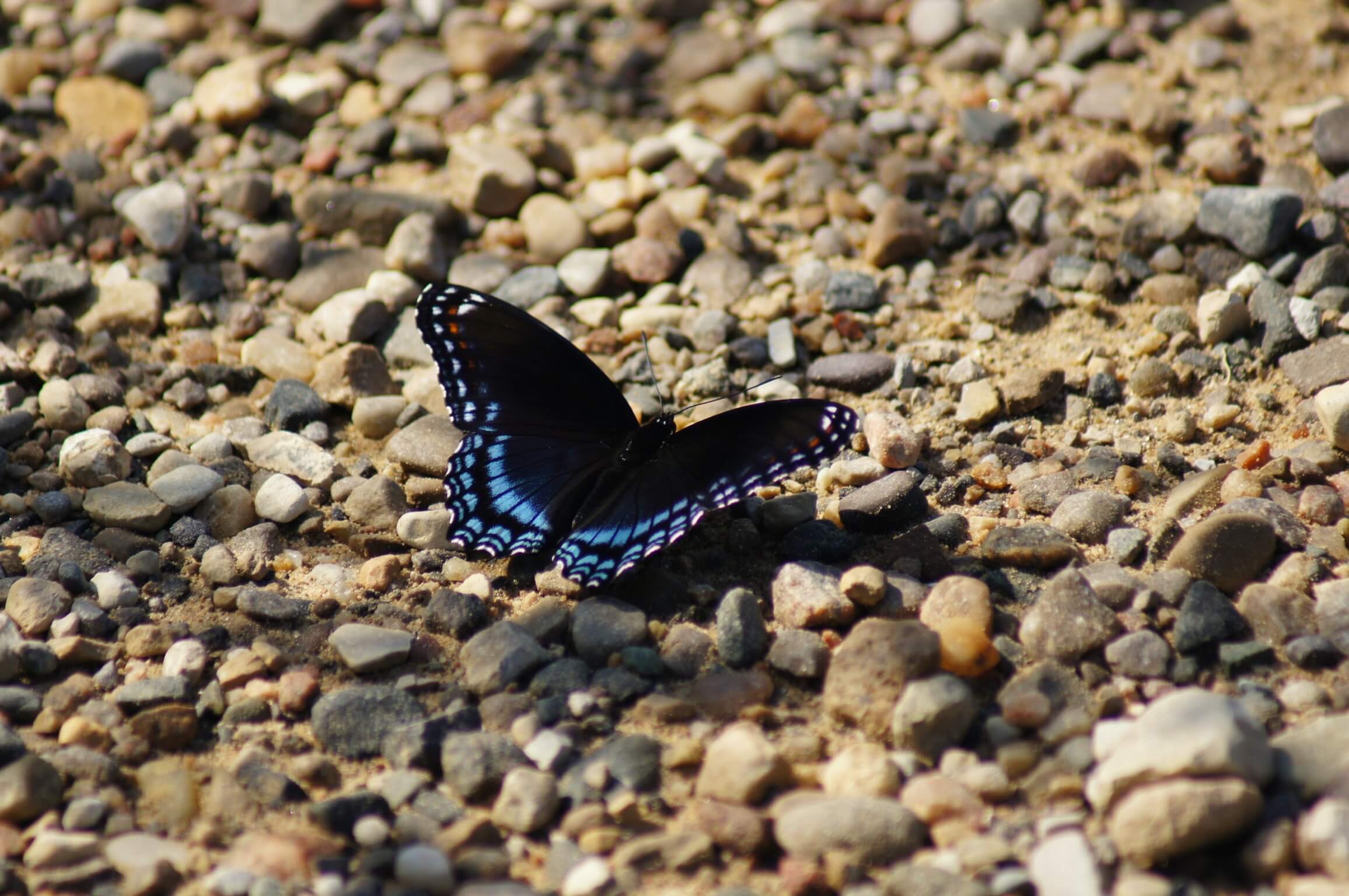 Borboleta preta e os significados sinistros que ela traz do mundo espiritual (Imagens: Unsplash)