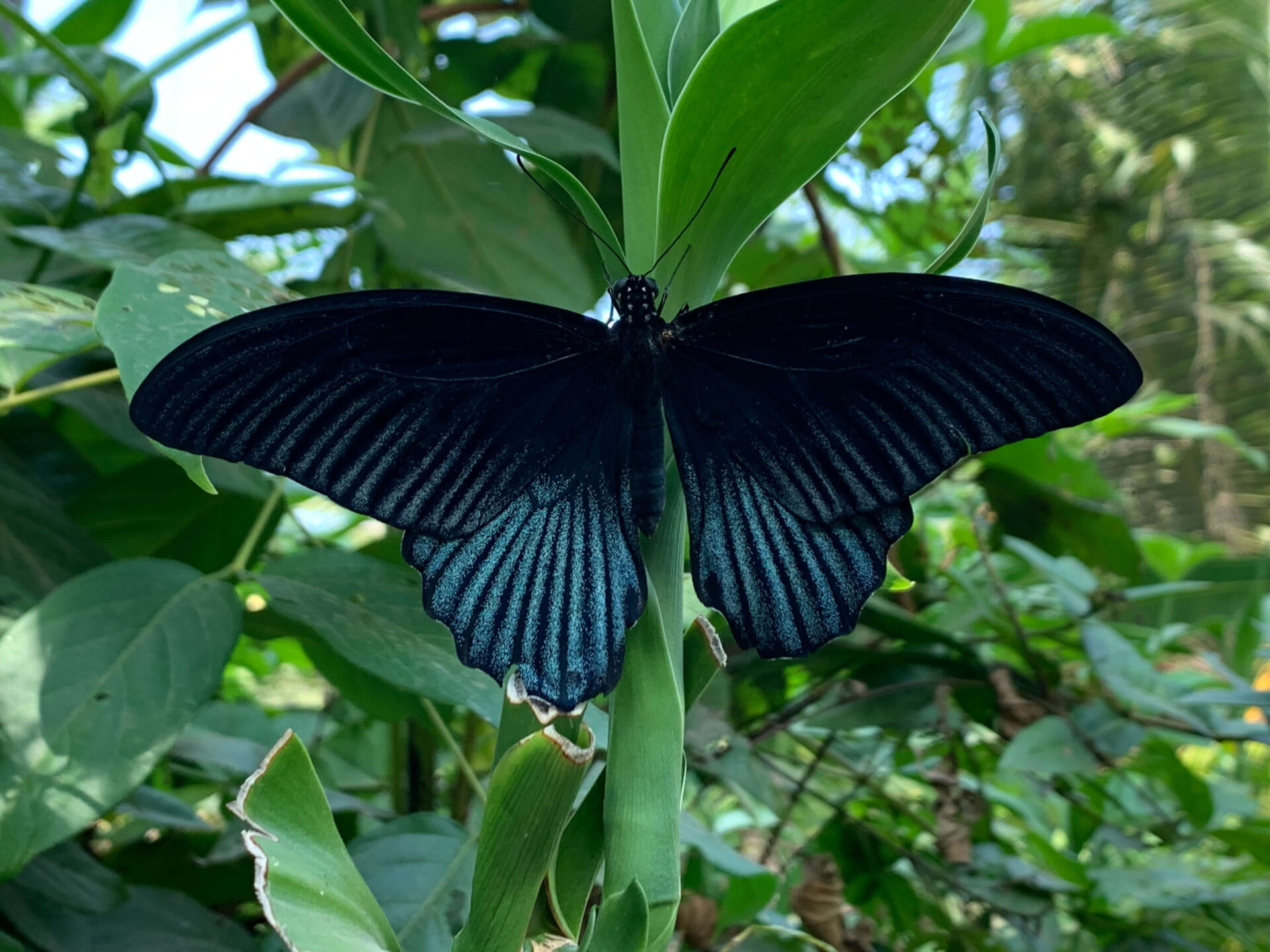 Borboleta preta e os significados sinistros que ela traz do mundo espiritual (Imagens: Unsplash)