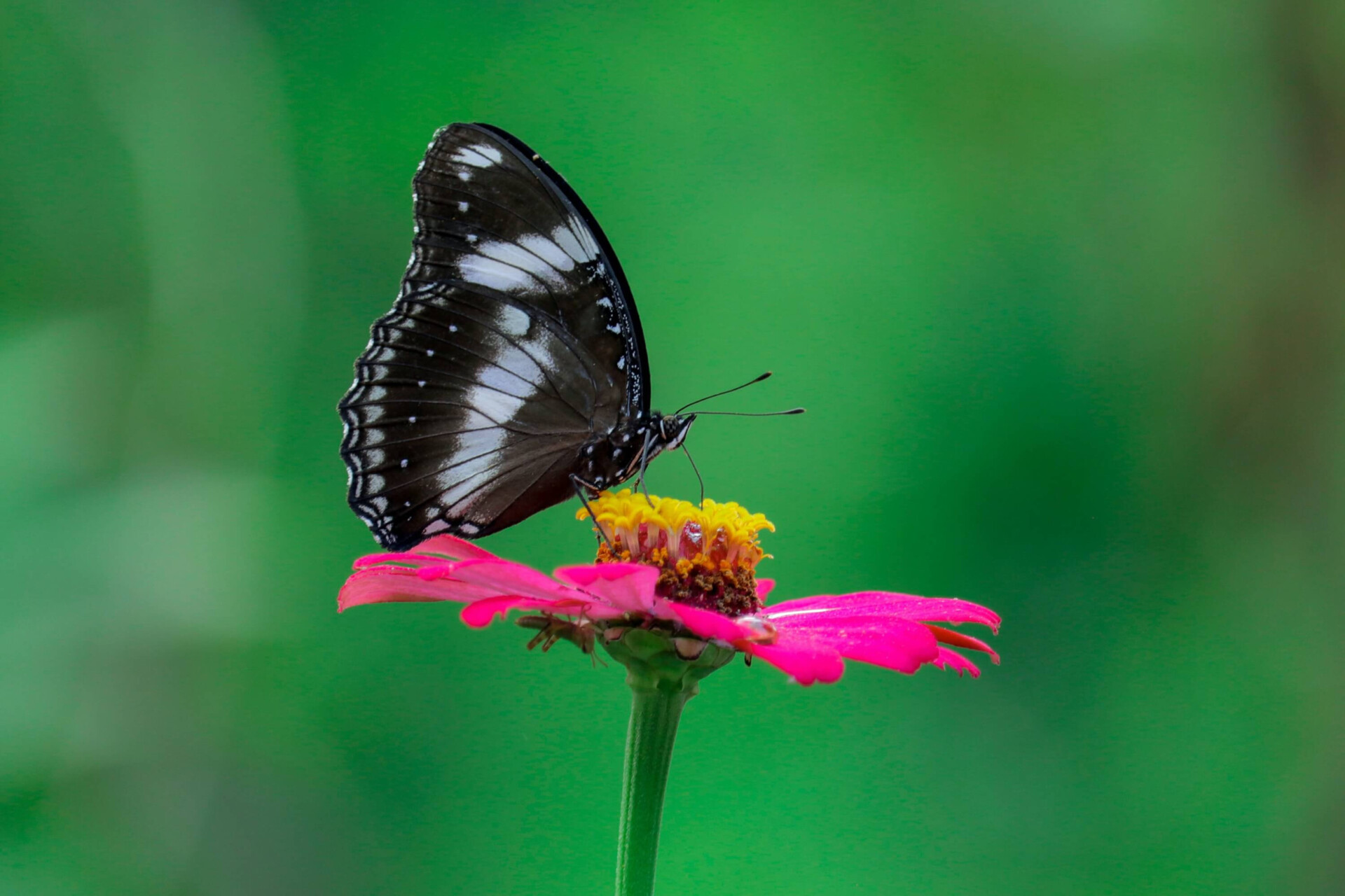 Borboleta preta e os significados sinistros que ela traz do mundo espiritual