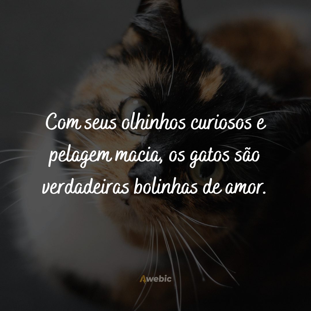 frases-do-dia-internacional-do-gato