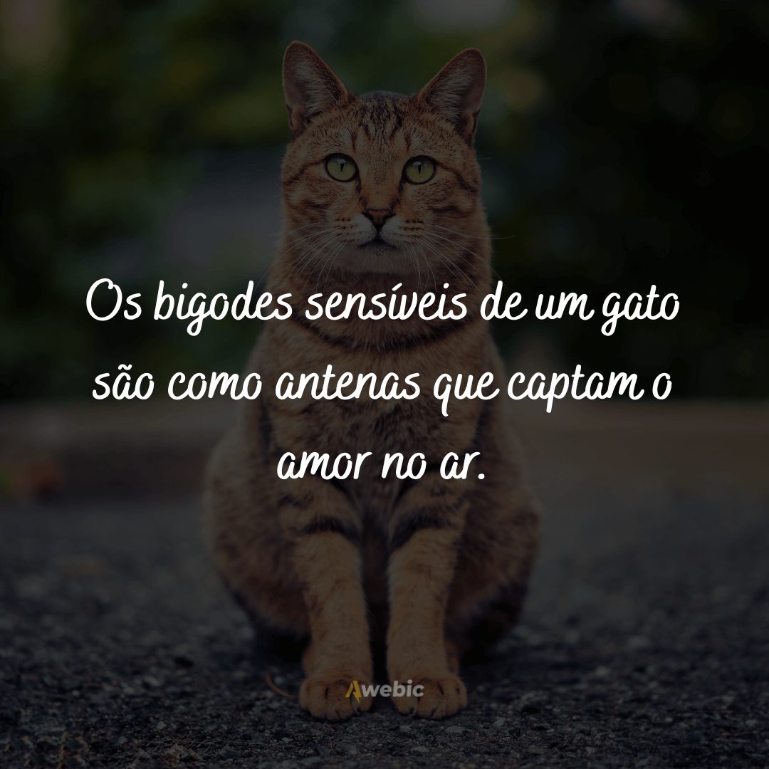 frases-do-dia-internacional-do-gato