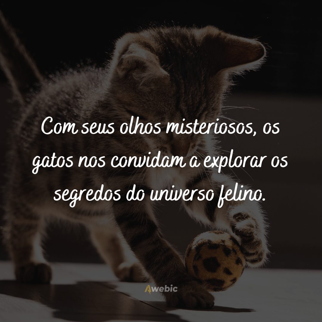 frases-do-dia-internacional-do-gato