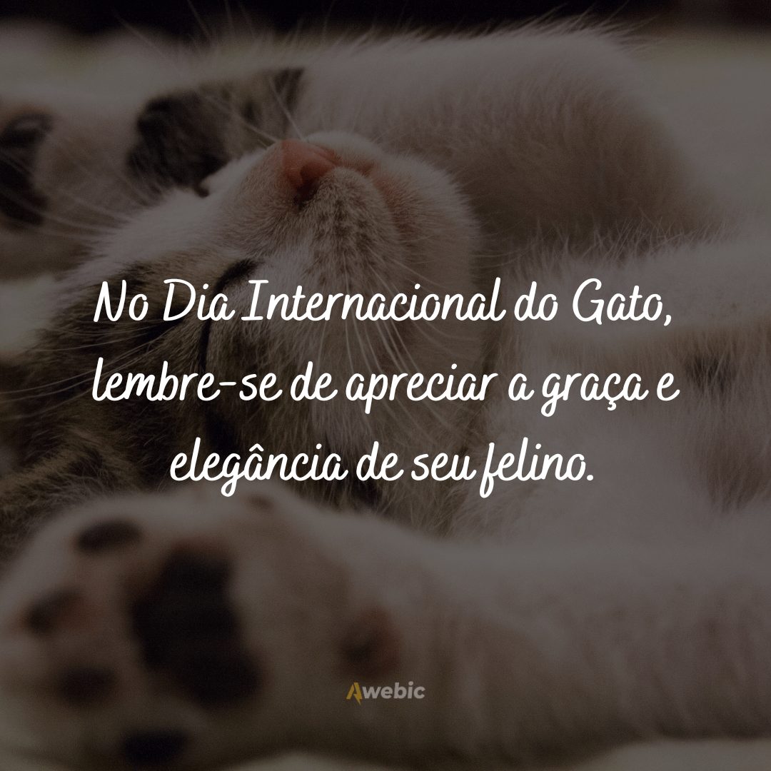 frases-do-dia-internacional-do-gato