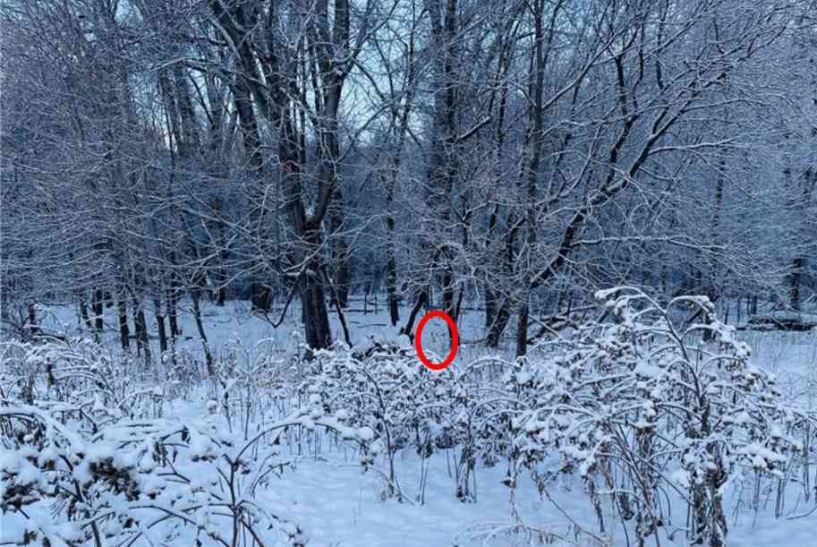 Desafio Rápido: Encontre o cachorro na neve em Apenas 7 Segundos (Imagens: Jagram Josh)