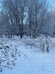 Teste de atenção plena: encontre o cachorro na neve em 7 segundos