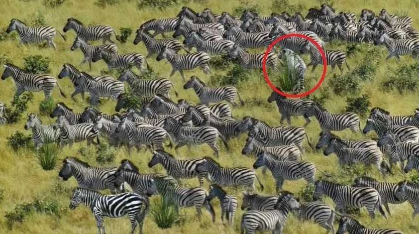 Desafio Visual: Detecte o tigre camuflado entre as zebras em 8 Segundos! (Imagens: The Sun)