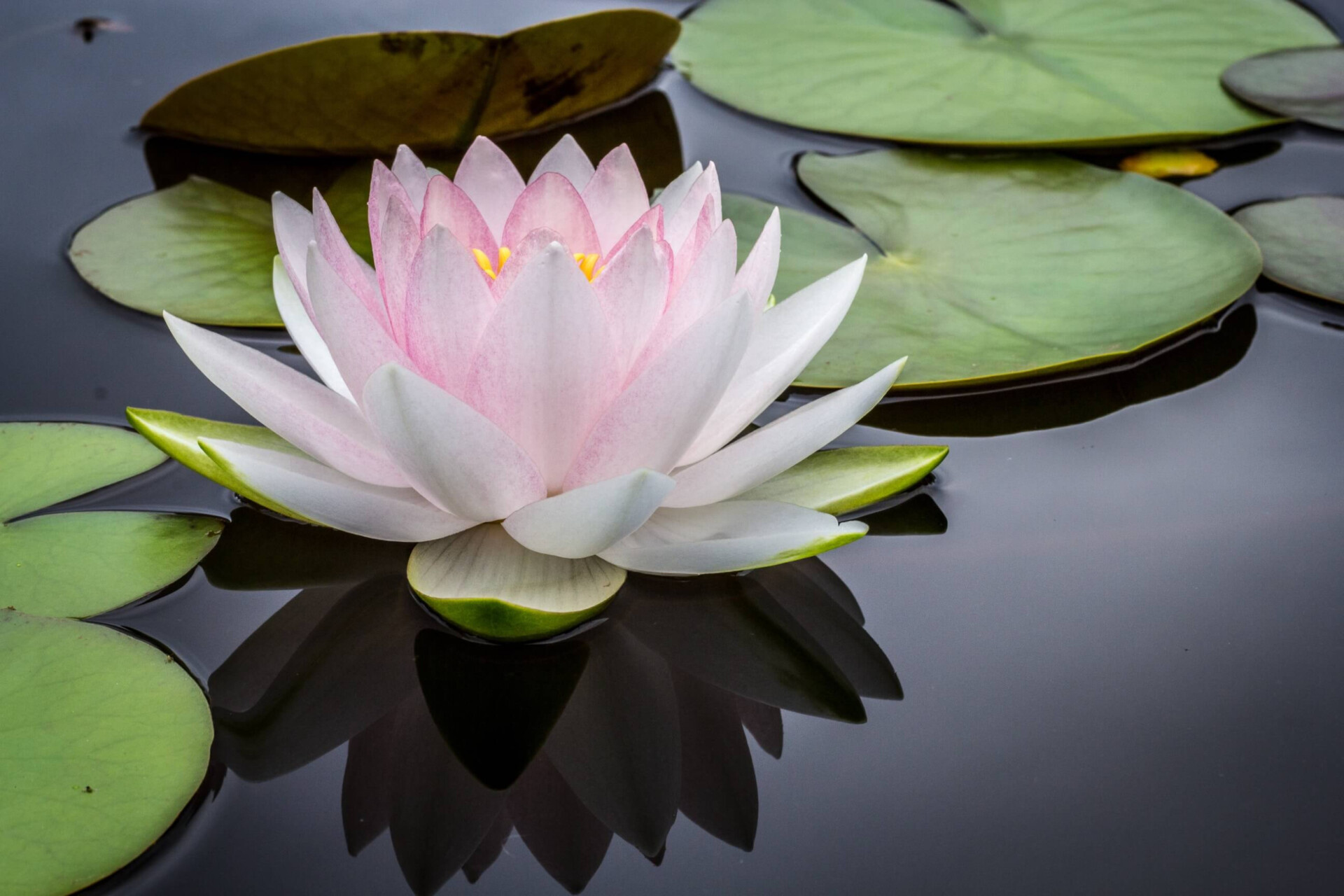 Revelado os significados ocultos da Flor de Lótus aqui; LEIA (Imagens: Unsplash)