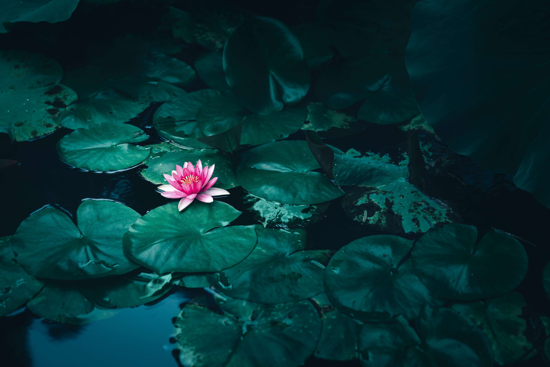 Revelado os significados ocultos da Flor de Lótus aqui; LEIA (Imagens: Unsplash)