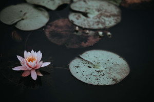 Revelado os significados ocultos da Flor de Lótus aqui; LEIA