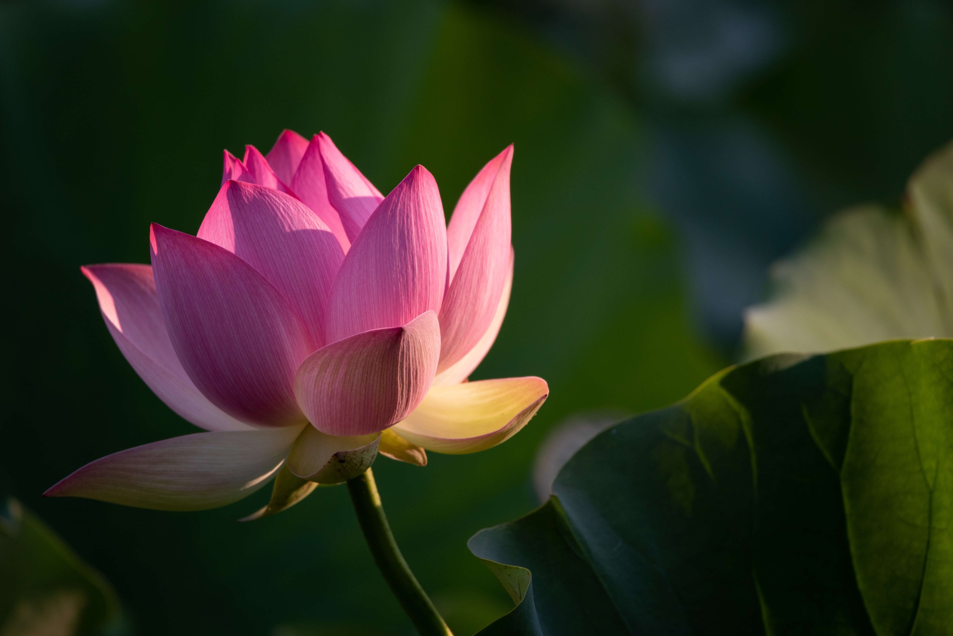 Revelado os significados ocultos da Flor de Lótus aqui; LEIA (Imagens: Unsplash)