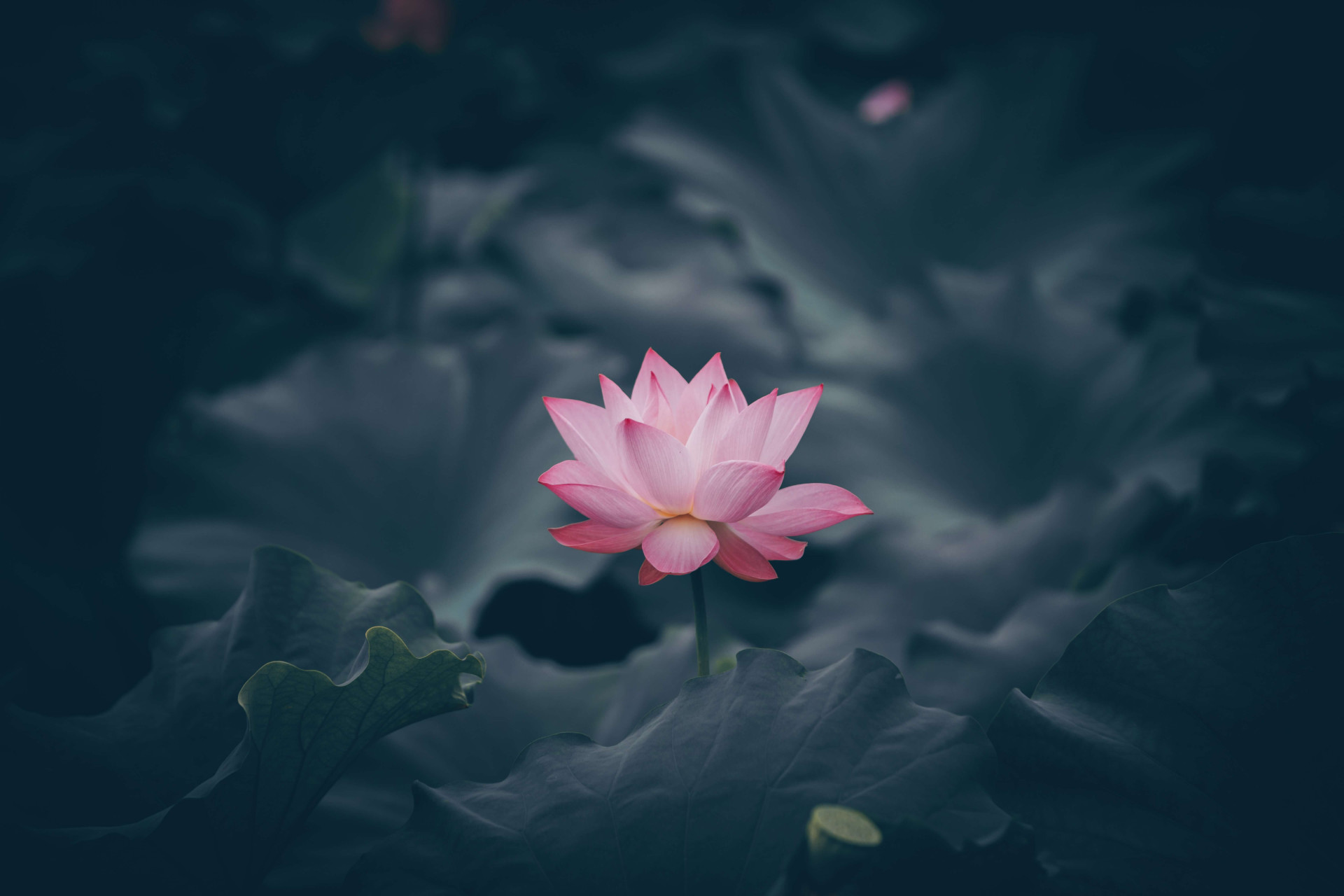 Revelado os significados ocultos da Flor de Lótus aqui; LEIA (Imagens: Unsplash)