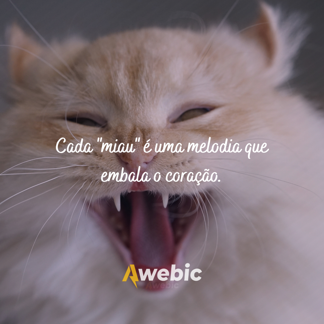 frases-de-dia-do-gato