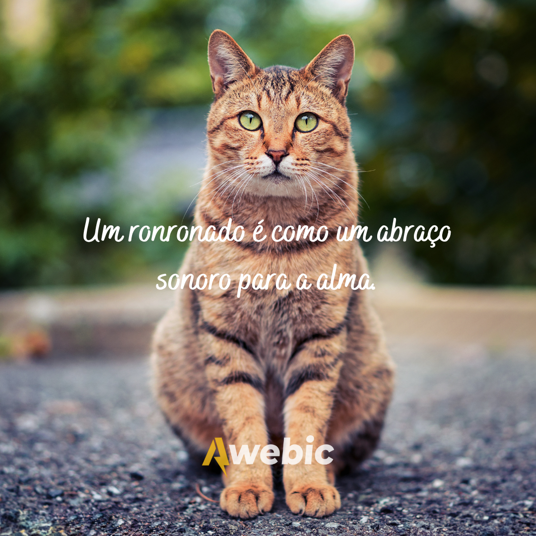 frases-do-dia-do-gato