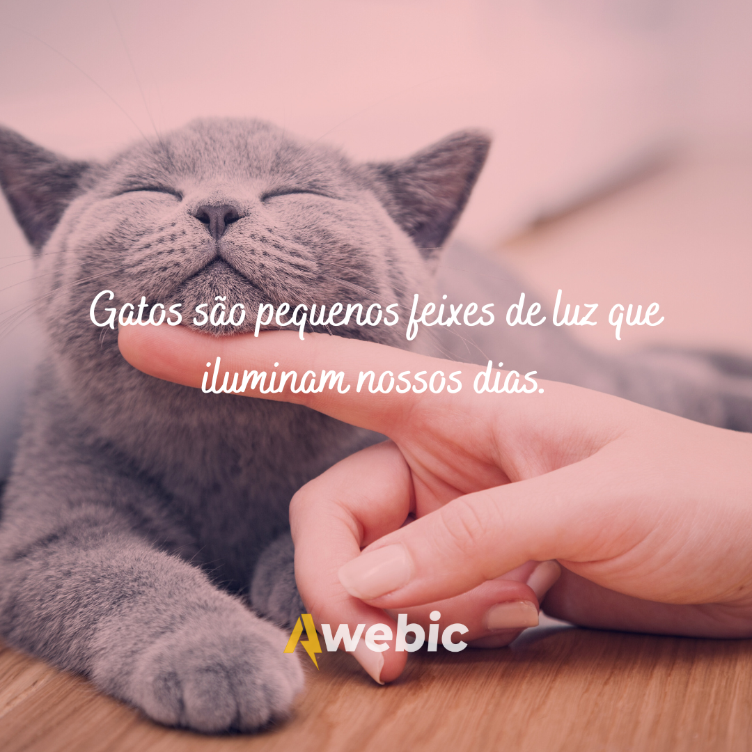 frases-dia-do-gato