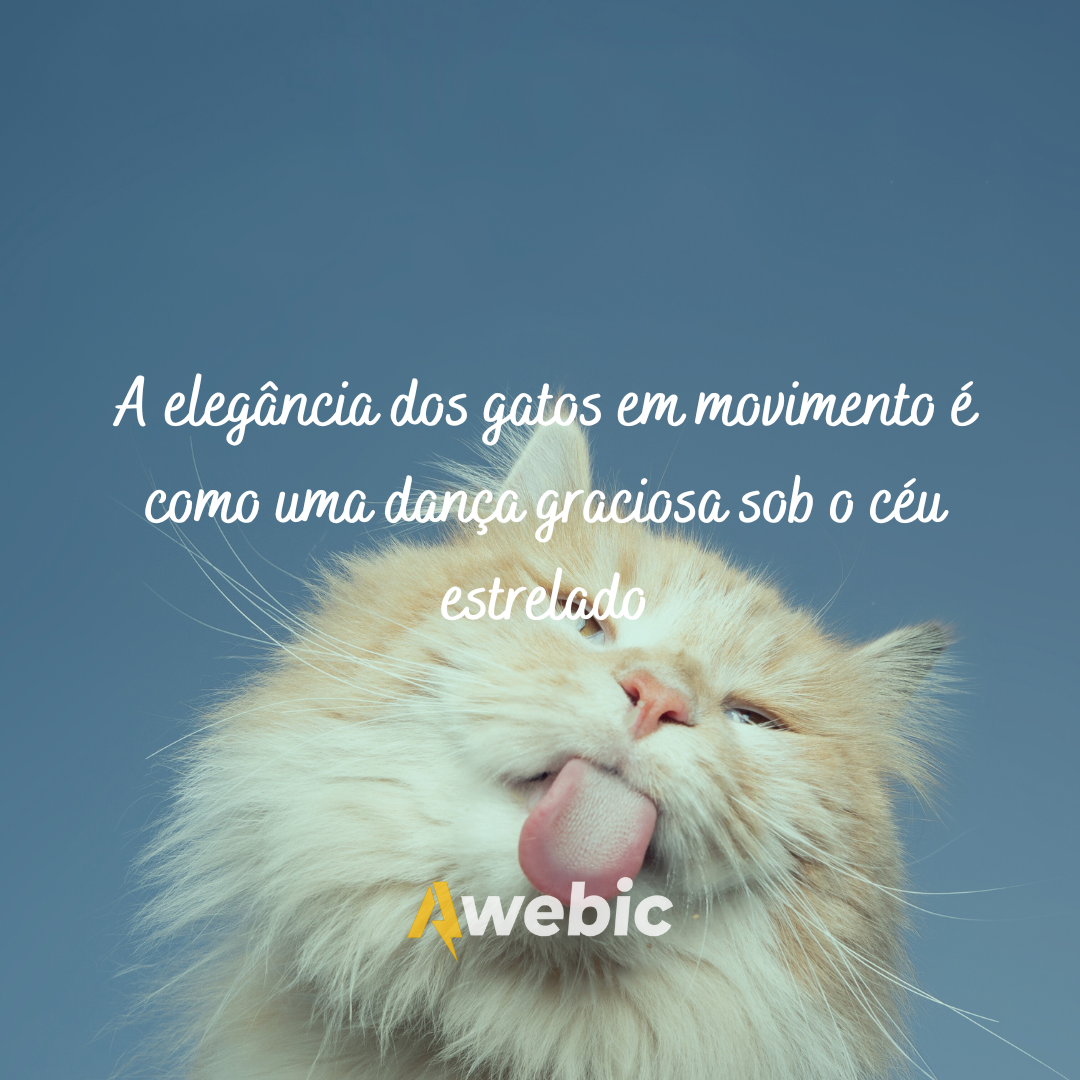 frases-dia-do-gato