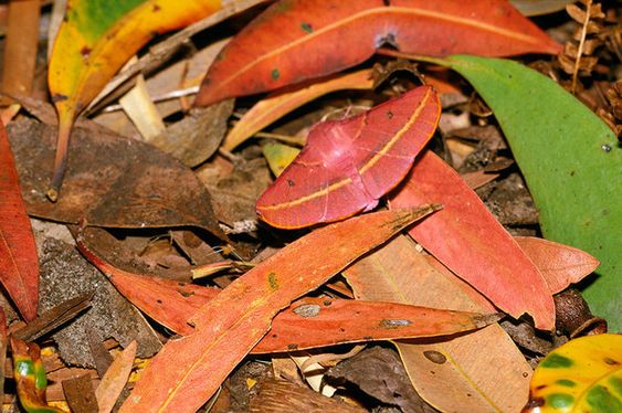 Ilusão de Ótica: Você é capaz de encontrar a mariposa em apenas 15 Segundos?