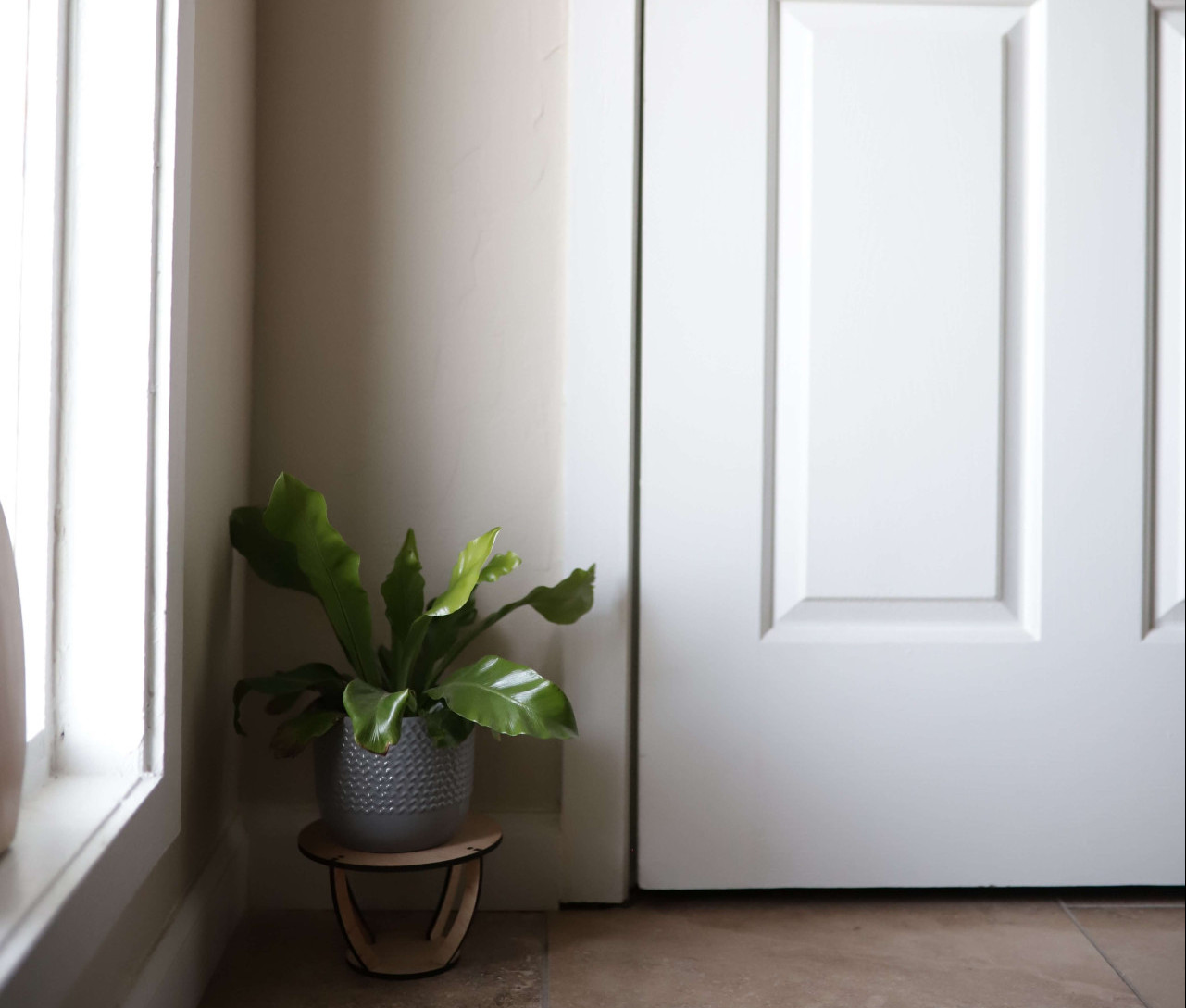 5 plantas para colocar na porta de casa e mandar inveja embora(Imagens: Unsplash)