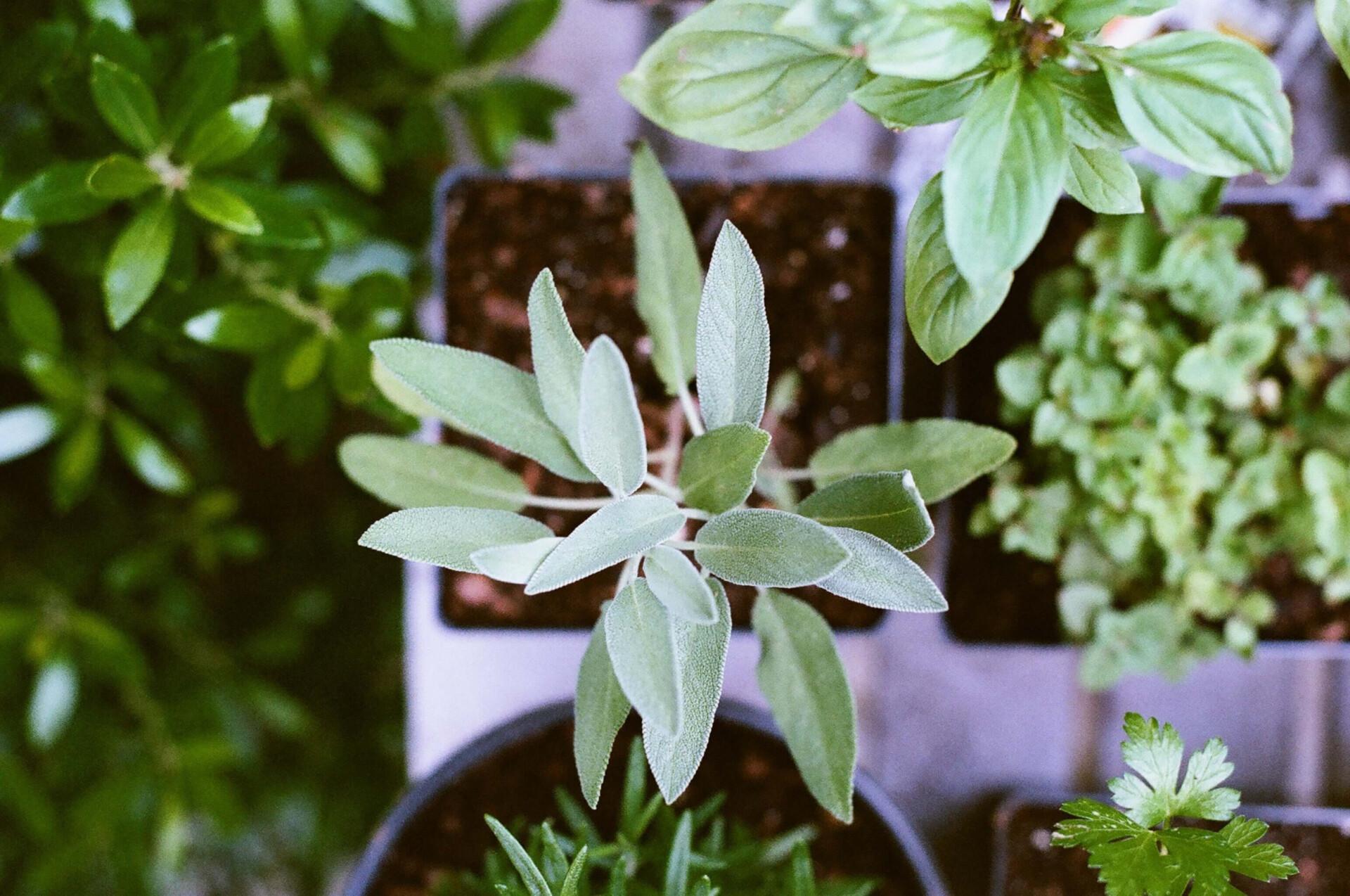 Fitoenergética: como usar poder oculto das plantas para renovar as energias? (Imagens: Unsplash)