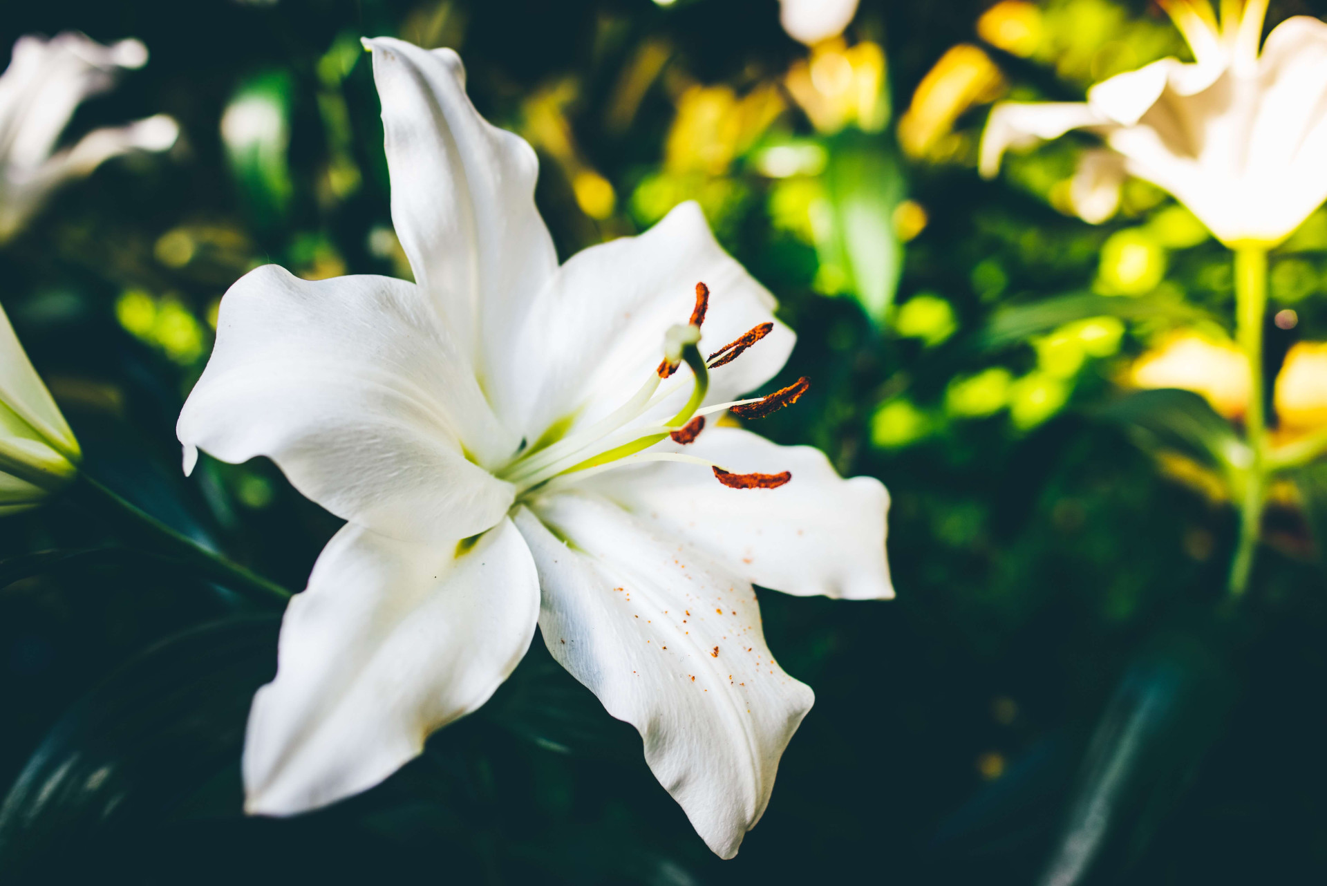 5 plantas para colocar no quarto e ativar a chama do casamento (Imagens: Unsplash)