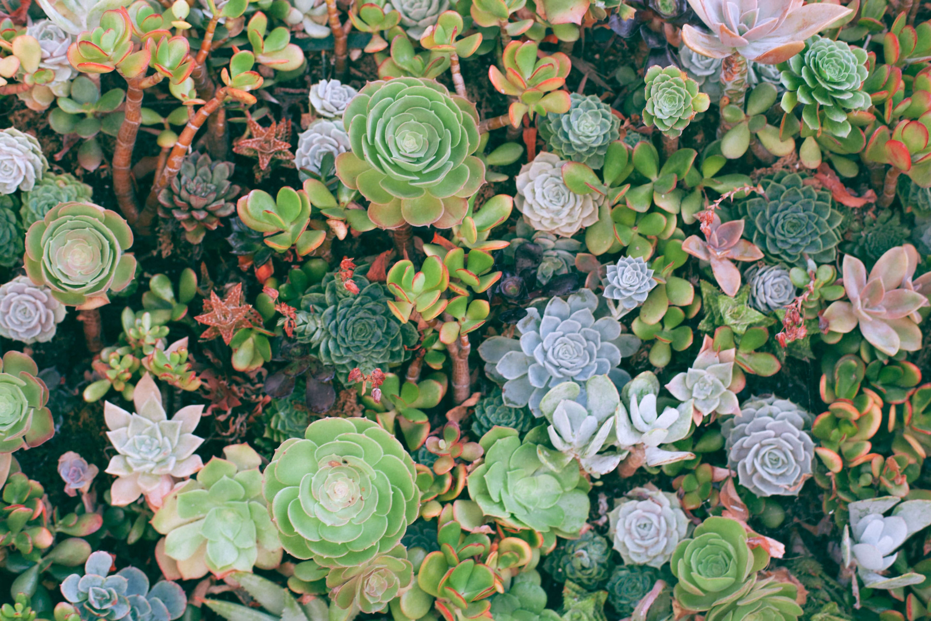 5 plantas para colocar no quarto e ativar a chama do casamento (Imagens: Unsplash)