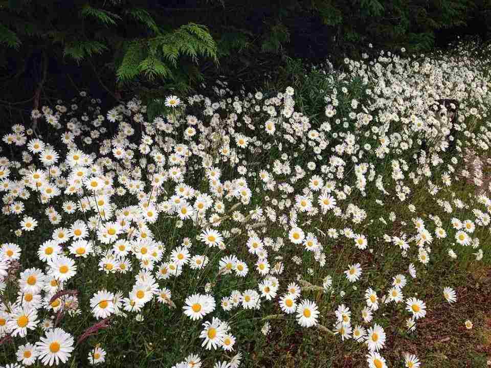 TESTE DE AGILIDADE: o cachorro está nas flores, ache-o em 9 segundos