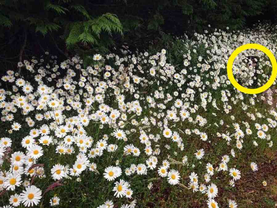 Desafio: Encontre o cachorro entre as flores da margarida em 9 Segundos (Imagens: Bouncy Mustard) 