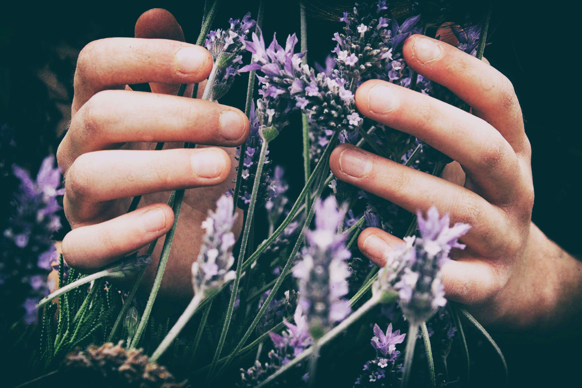 Fitoenergética: como usar poder oculto das plantas para renovar as energias? (Imagens: Unsplash)