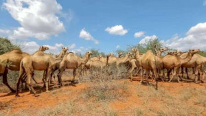 VOCÊ É ÁGIL? Ache a girafa no meio dos camelos em apenas 5 segundos