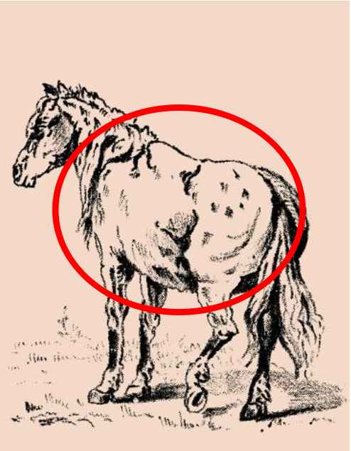 O Enigma do cavalo: Você consegue encontrar o dono em apenas 5 segundos? (Imagens: Pinterest)