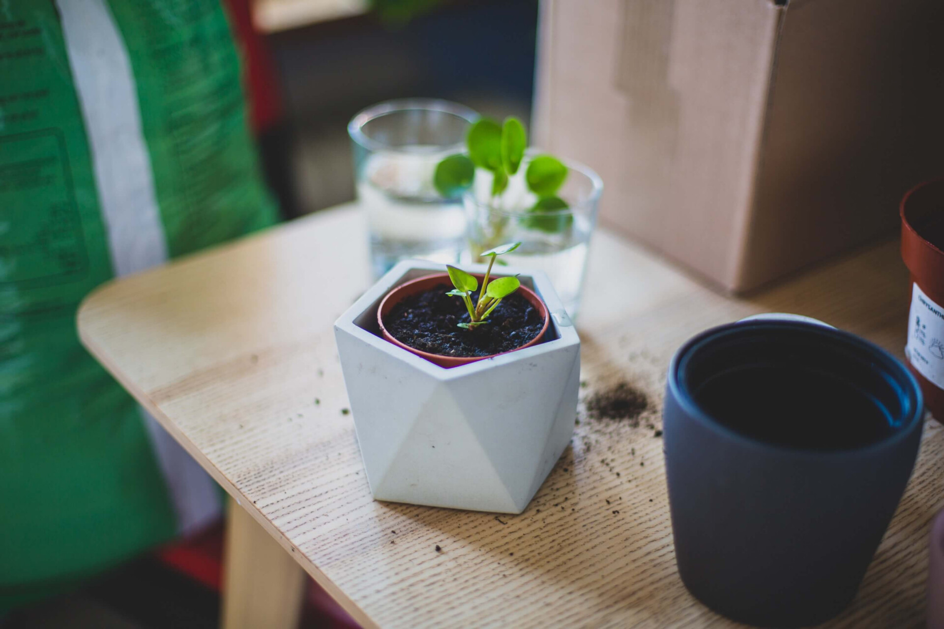 12 plantas energéticas para atrair boas vibrações para sua casa (Imagens: Unsplash)