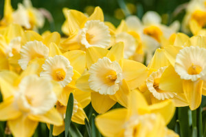 Plantas para um jardim externo exuberante na primavera