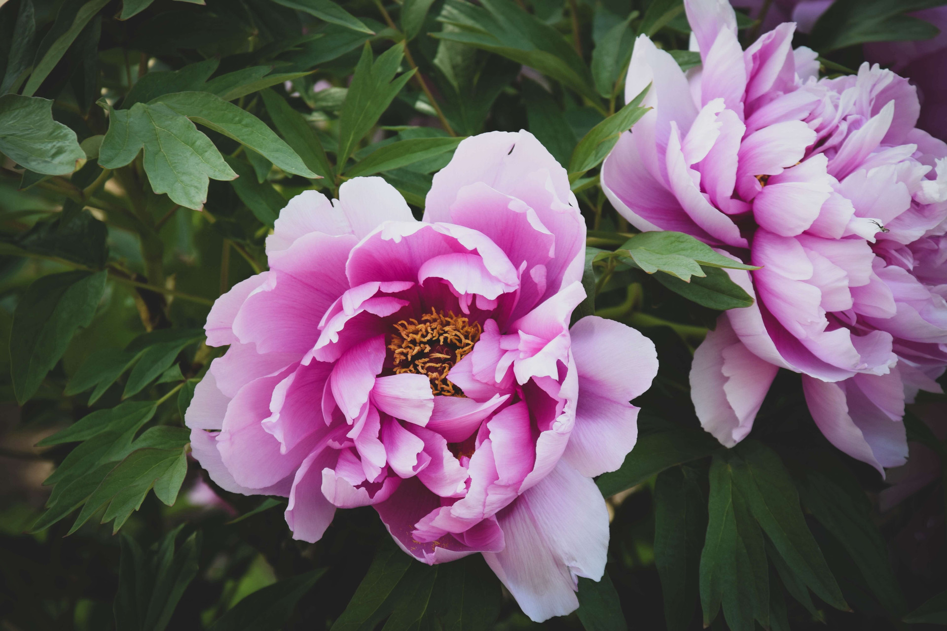 Plantas para um jardim externo exuberante na primavera (Imagens: Unsplash)