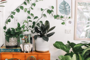 5 plantas para postar de casa que afastarão o mau olhado do seu lar