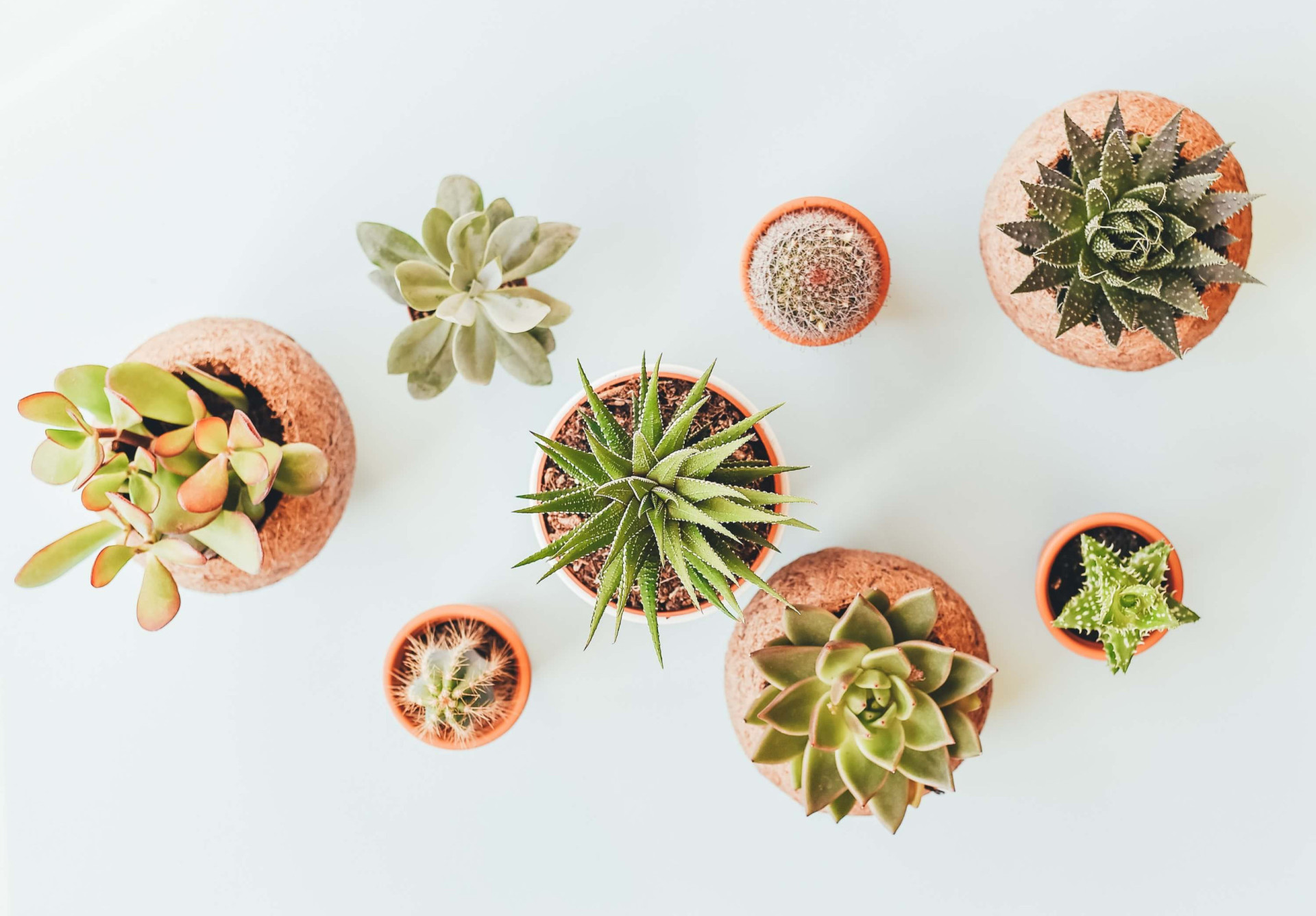 Terapia verde: 6 plantas para melhorar a qualidade de vida (Imagens: Unsplash)