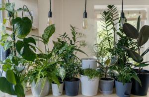 6 plantas para ter em casa durante a onda de calor