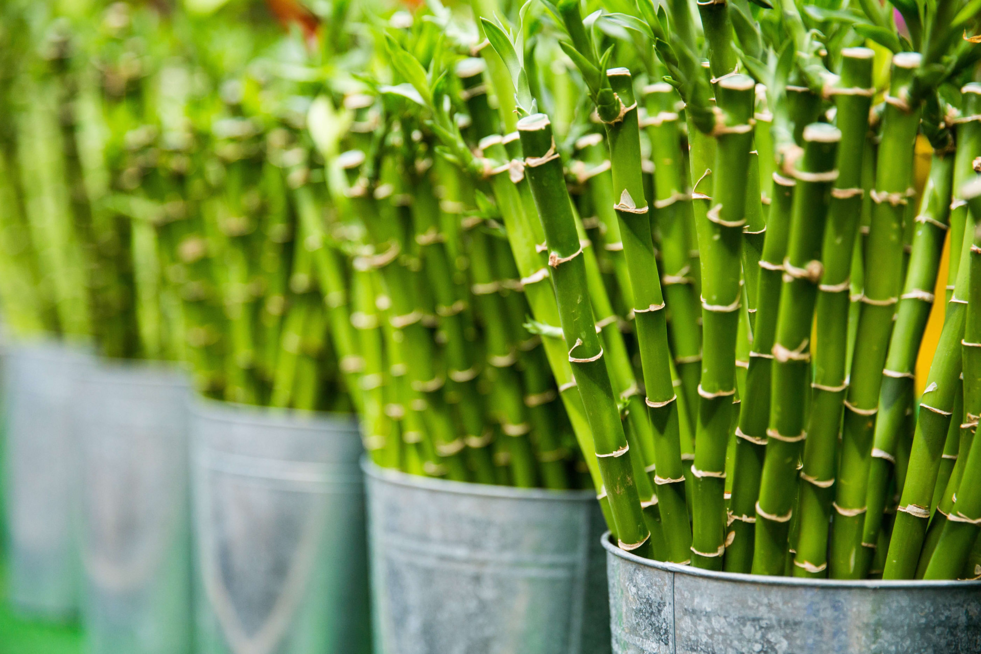 Plantas no escritório: 12 variedades para ter um bom dia de trabalho (Imagens: Unsplash)