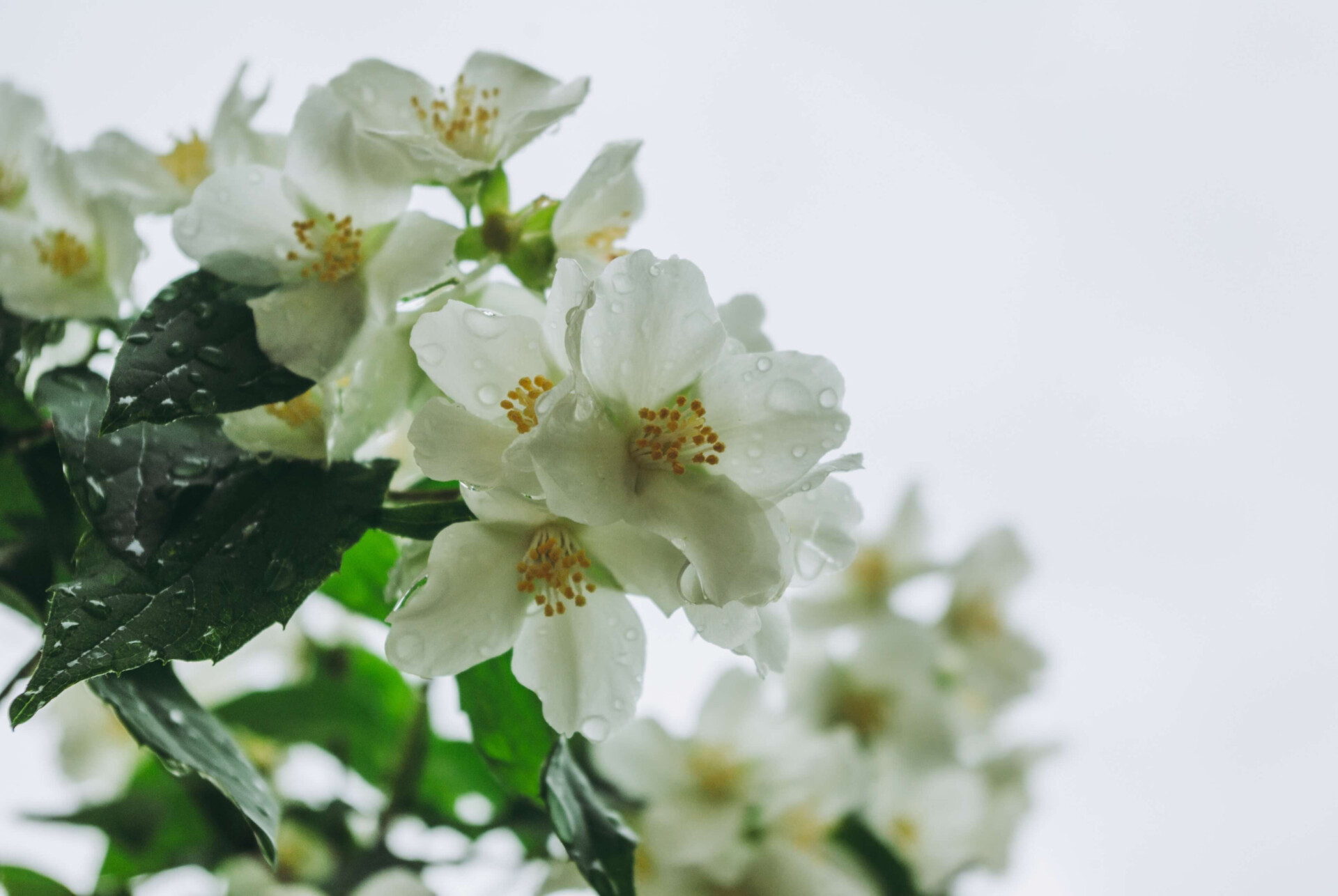 5 plantas para colocar na sala e afastar visitas indesejadas (Imagens: Unsplash)