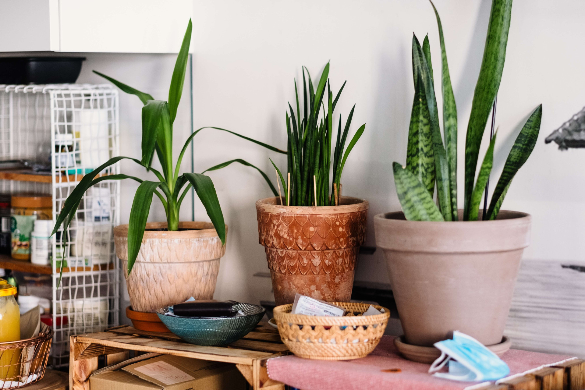 5 plantas para colocar na sala e afastar visitas indesejadas (Imagens: Unsplash)