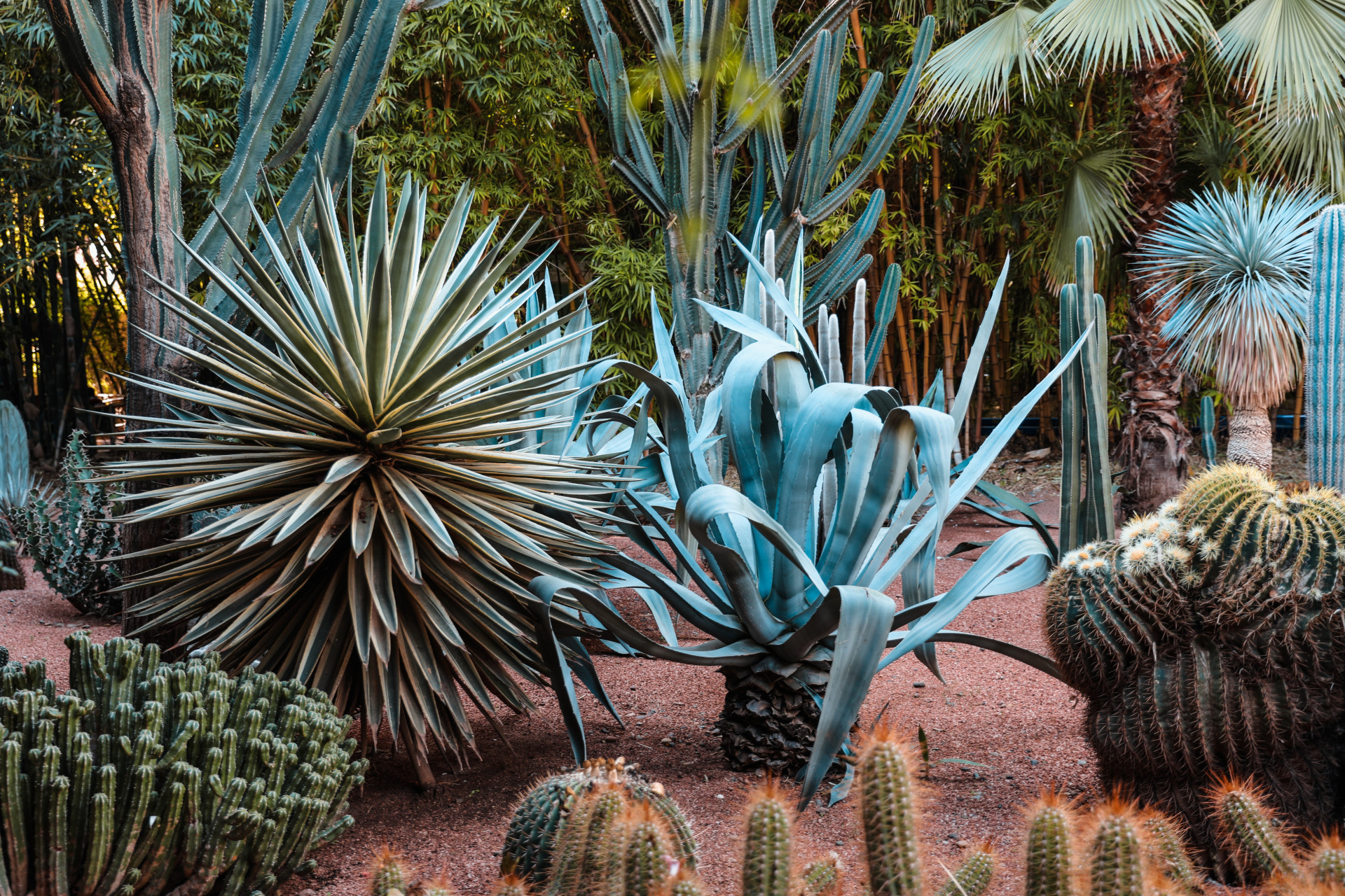 5 plantas para colocar na sala e afastar visitas indesejadas