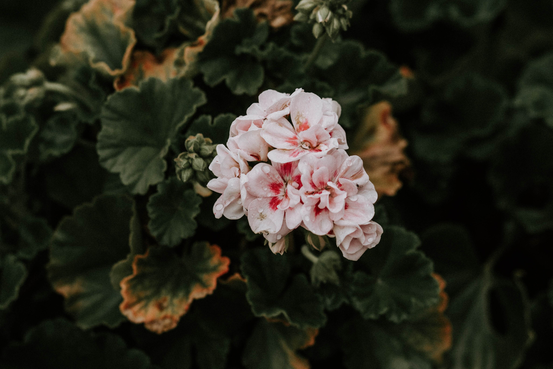 8 plantas poderosas para estimular a criatividade (Imagens: Unsplash)