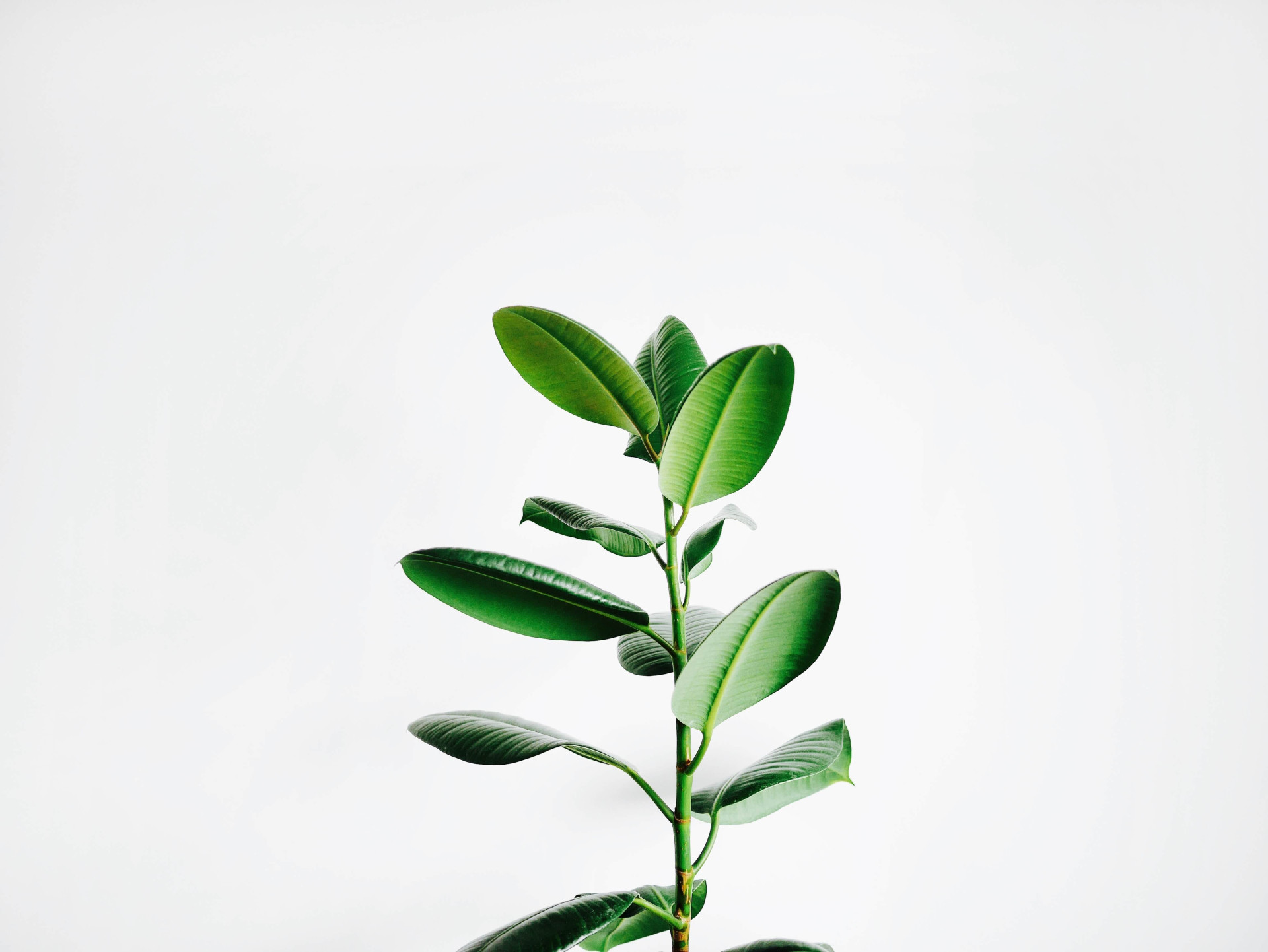 Terapia verde: 6 plantas para melhorar a qualidade de vida (Imagens: Unsplash)