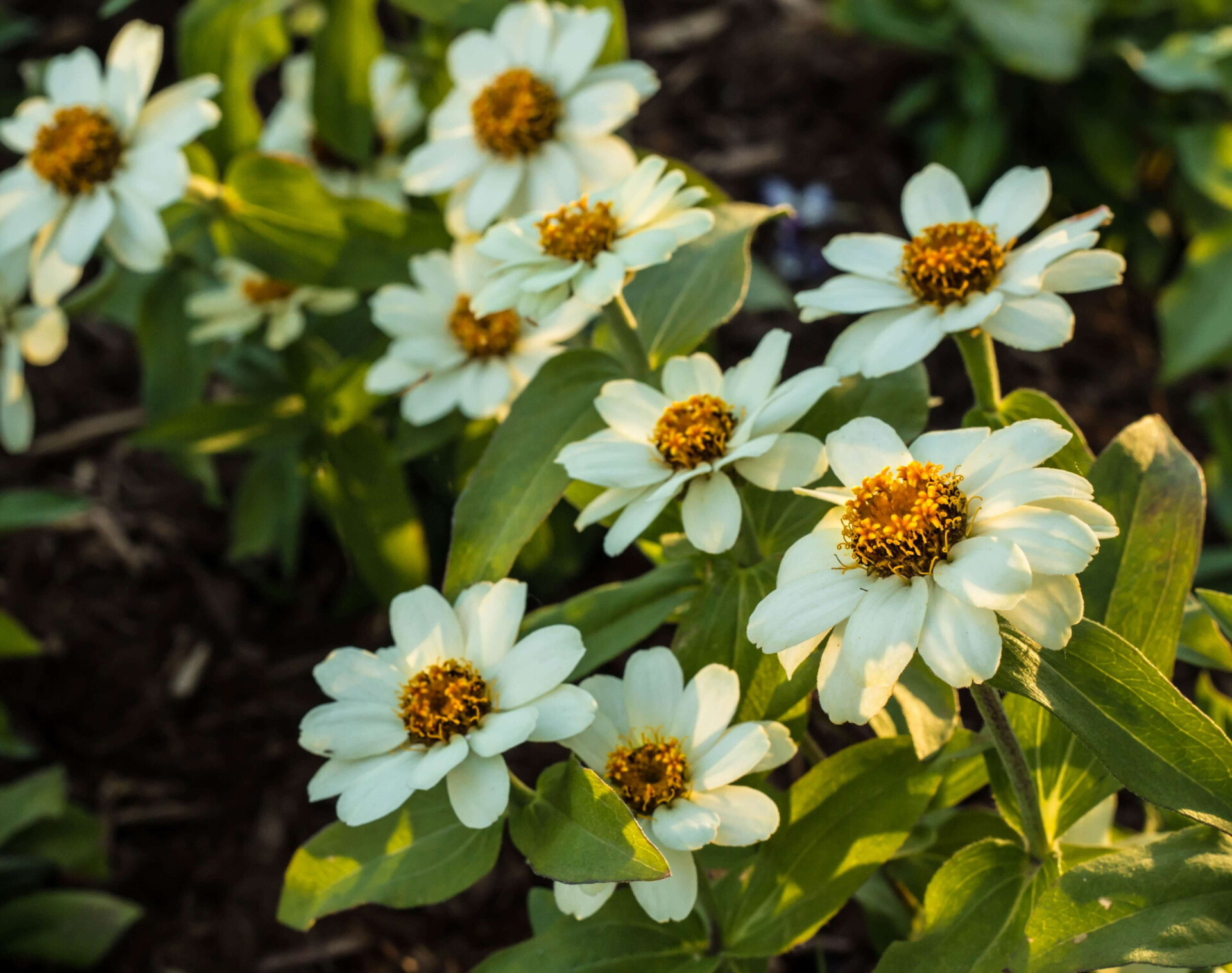 12 plantas energéticas para atrair boas vibrações para sua casa (Imagens: Unsplash)