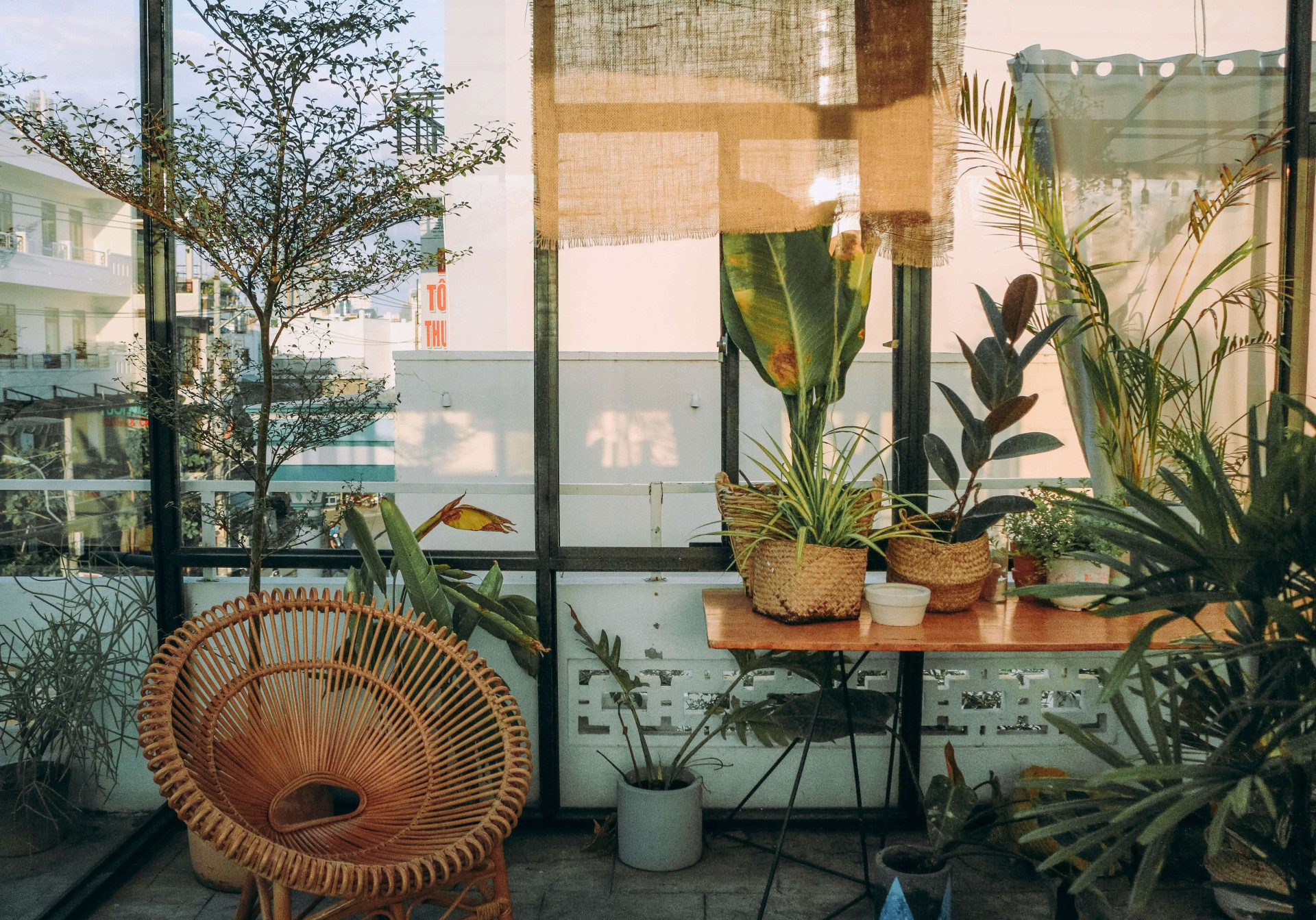 6 plantas para ter em casa durante a onda de calor (Imagens: Unsplash)