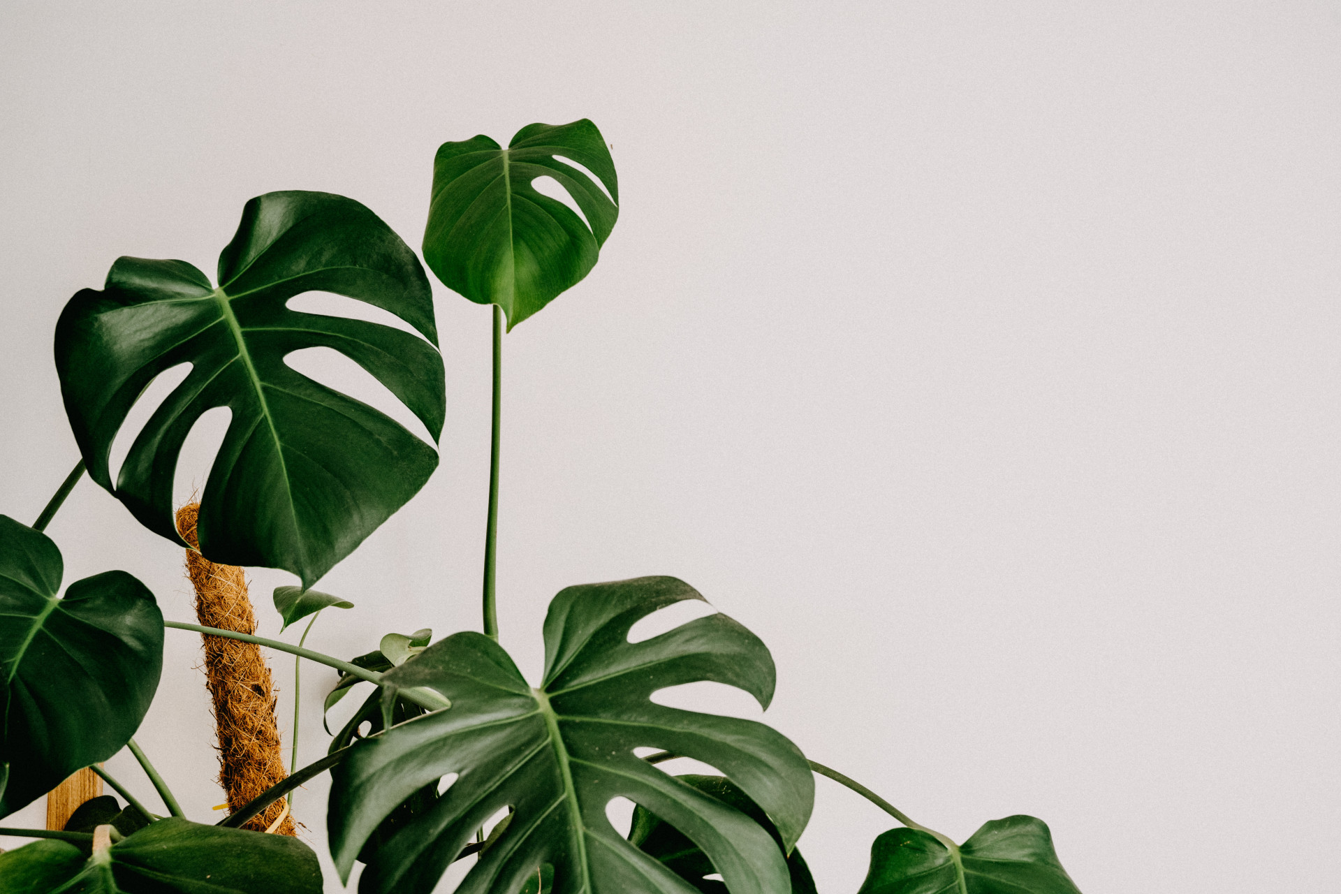 Plantas no escritório: 12 variedades para ter um bom dia de trabalho (Imagens: Unsplash)