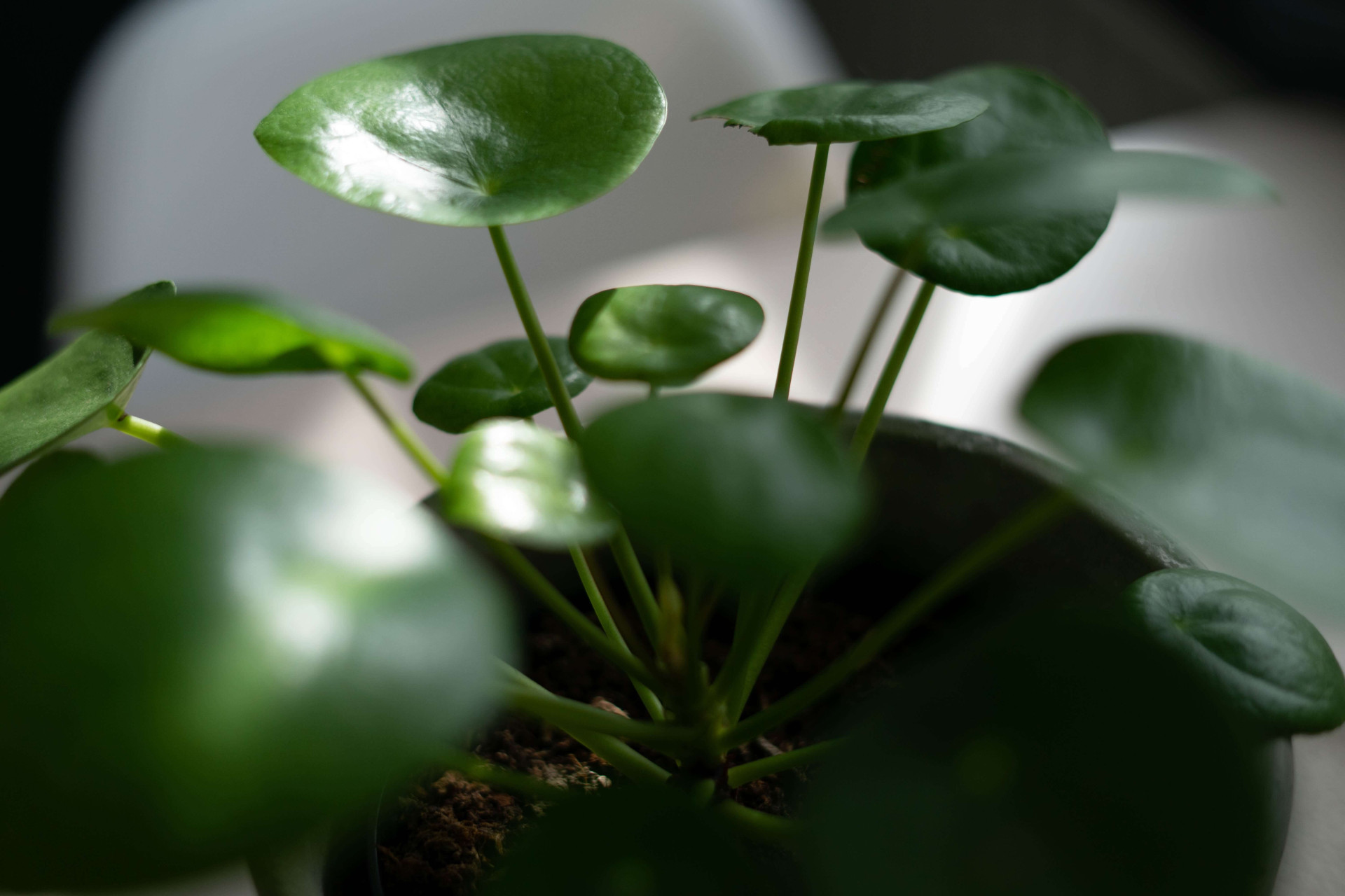 Plantas no escritório: 12 variedades para ter um bom dia de trabalho (Imagens: Unsplash)