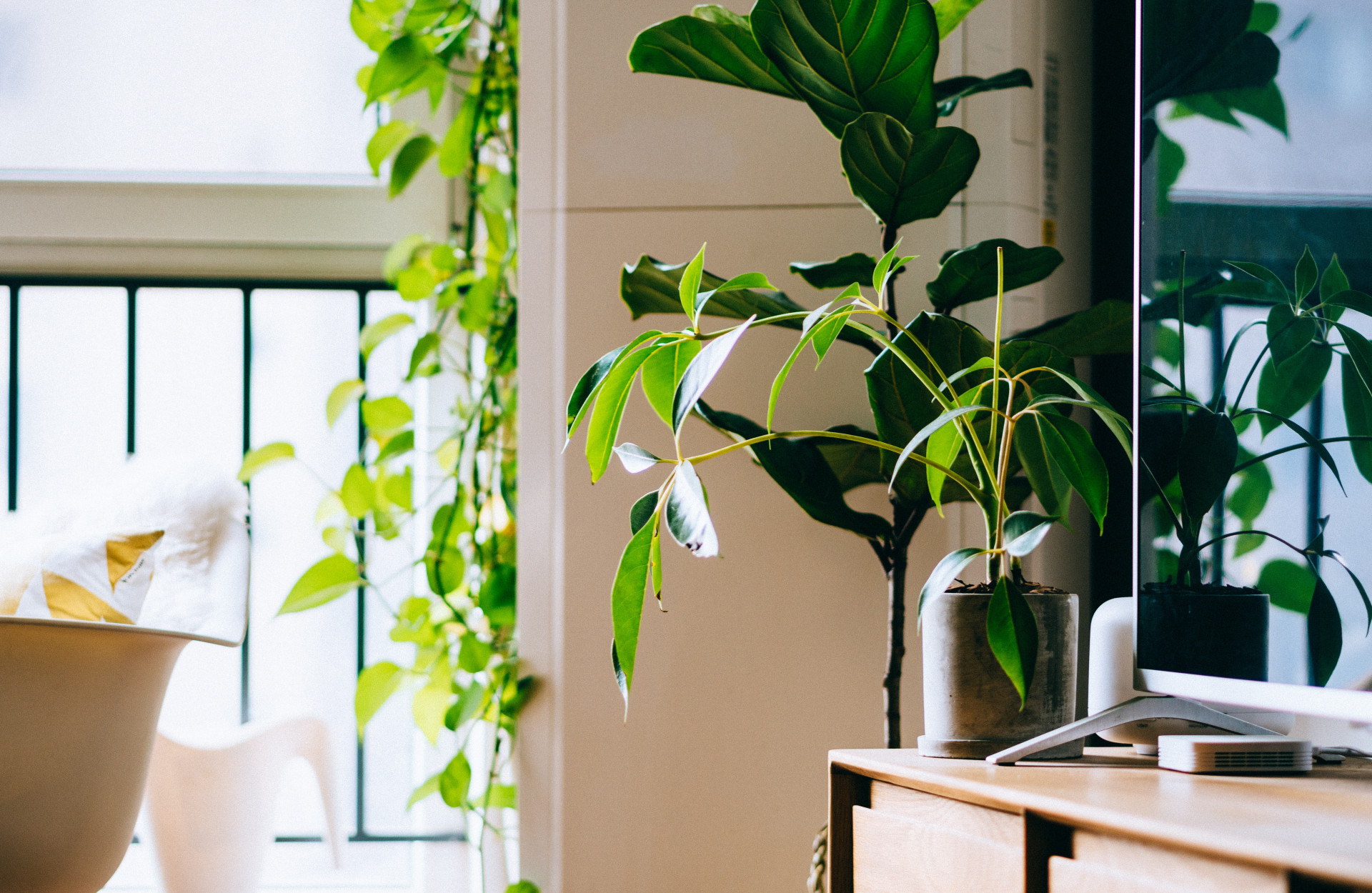 6 plantas para ter em casa durante a onda de calor (Imagens: Unsplash)