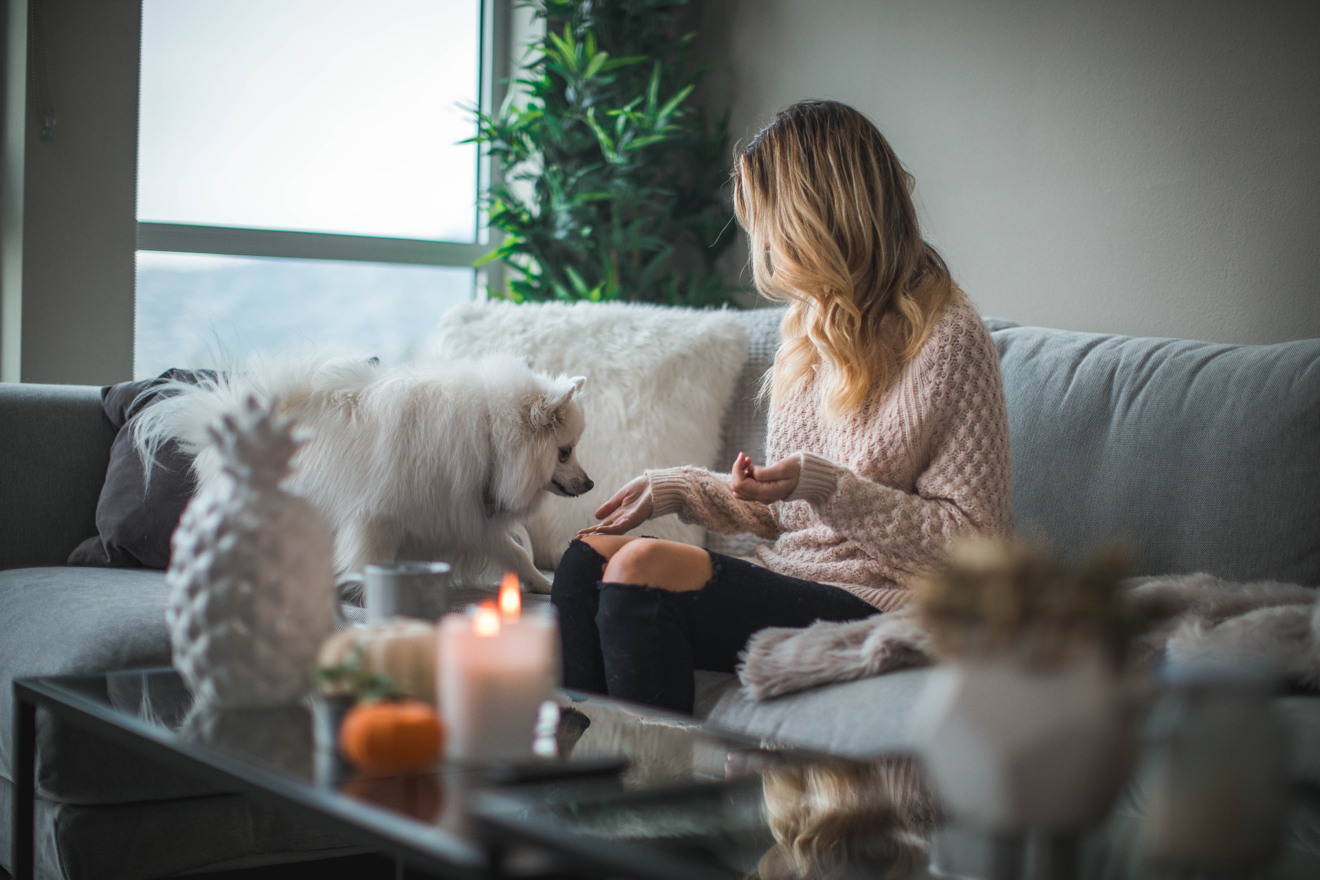 6 plantas para ter em casa durante a onda de calor (Imagens: Unsplash)