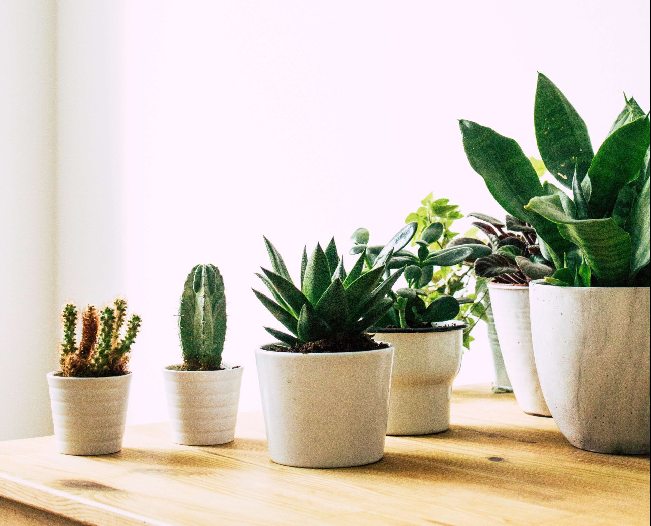 8 plantas poderosas para estimular a criatividade (Imagens: Unsplash)